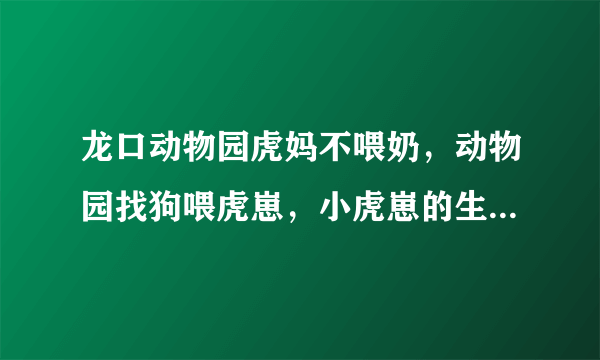 龙口动物园虎妈不喂奶，动物园找狗喂虎崽，小虎崽的生长过程是怎样的？