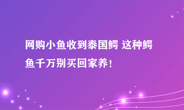 网购小鱼收到泰国鳄 这种鳄鱼千万别买回家养！