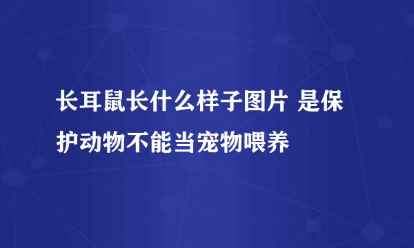 长耳鼠长什么样子图片 是保护动物不能当宠物喂养