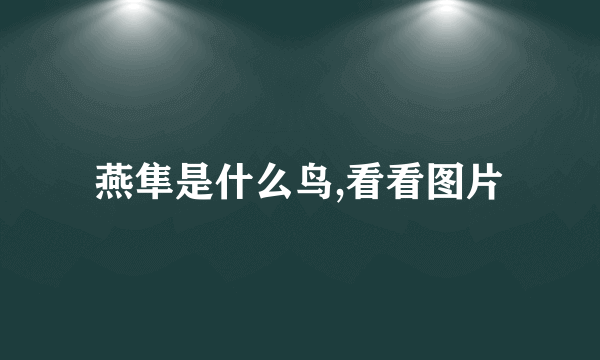 燕隼是什么鸟,看看图片