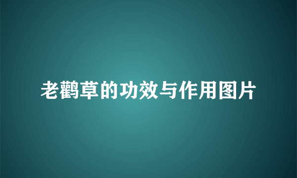 老鹳草的功效与作用图片