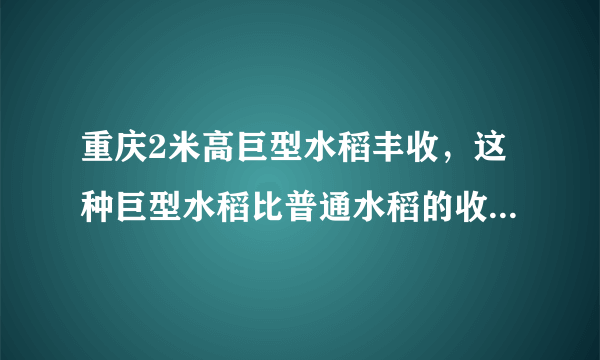 重庆2米高巨型水稻丰收，这种巨型水稻比普通水稻的收成要高多少？