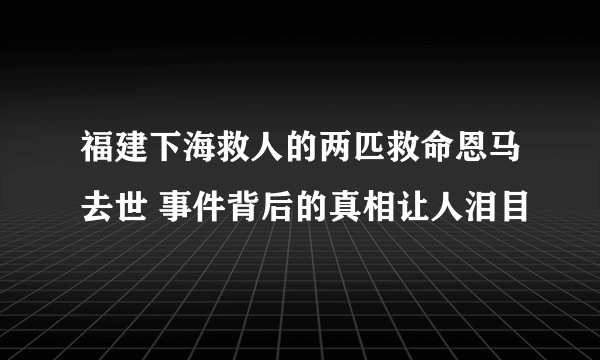 福建下海救人的两匹救命恩马去世 事件背后的真相让人泪目