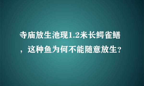 寺庙放生池现1.2米长鳄雀鳝，这种鱼为何不能随意放生？