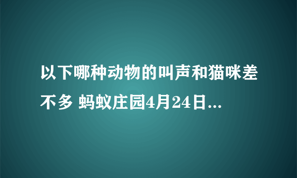 以下哪种动物的叫声和猫咪差不多 蚂蚁庄园4月24日每日一题答案