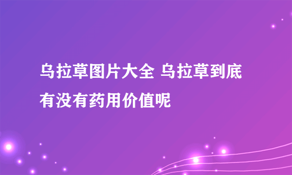 乌拉草图片大全 乌拉草到底有没有药用价值呢