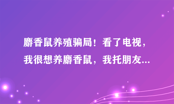 麝香鼠养殖骗局！看了电视，我很想养麝香鼠，我托朋友介绍到了成都的一家养殖场，规模不大100对左右