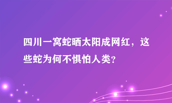 四川一窝蛇晒太阳成网红，这些蛇为何不惧怕人类？